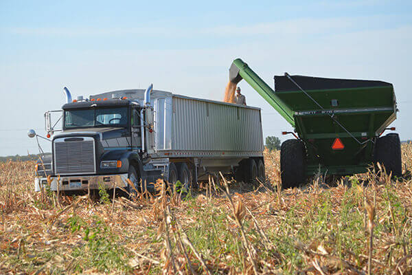 Hauling Grain Trucks